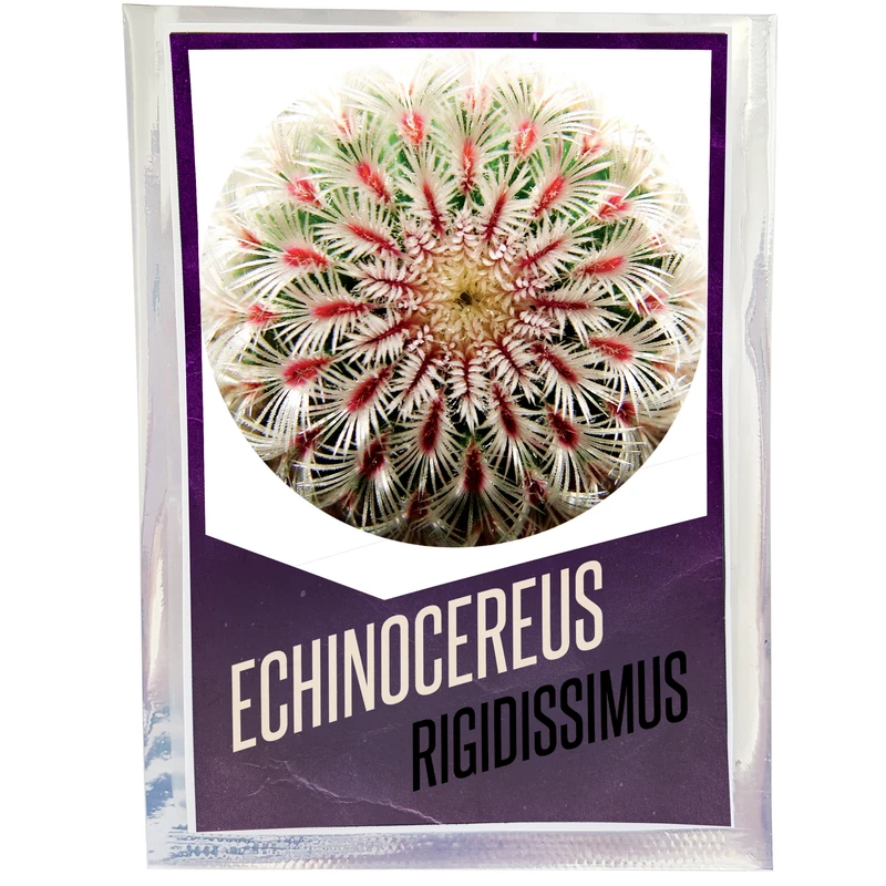 بذر اچینوسرئوس رایجیدیسایموس کد 18