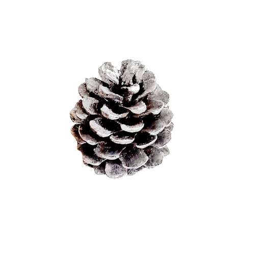  میوه تزیینی درخت کاج مدل DM