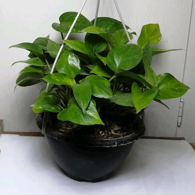 گیاه طبیعی پوتوس کد qq17