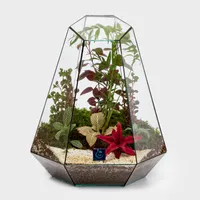 گیاه طبیعی سل تراریوم مدل ویکتوریا سرکج