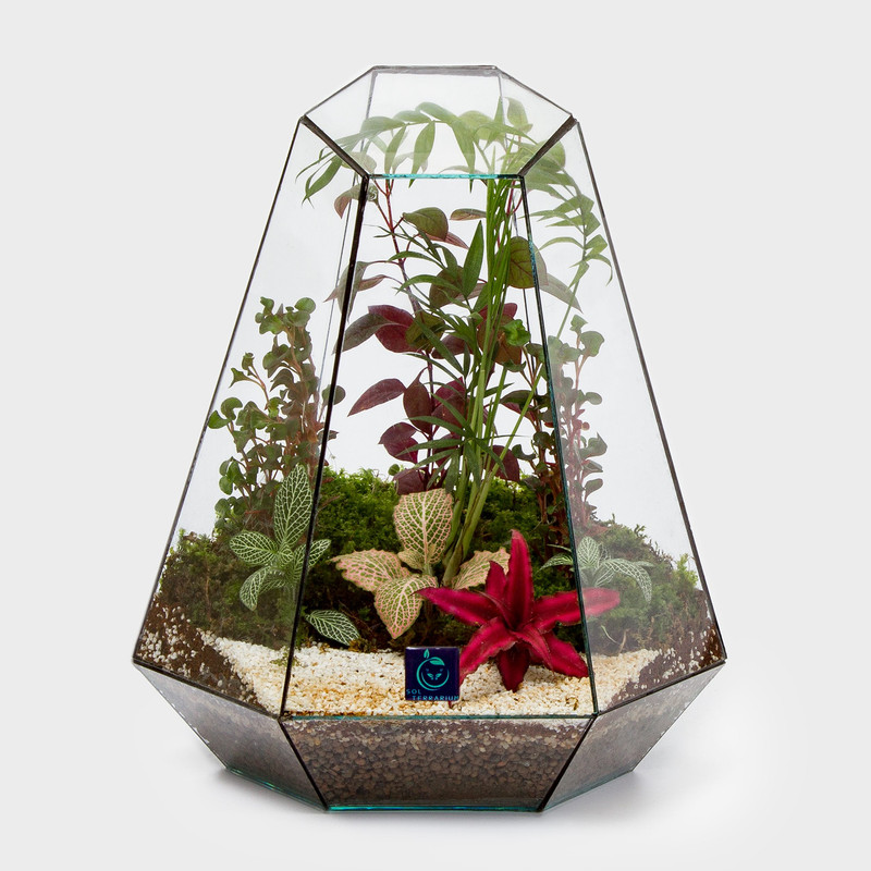 گیاه طبیعی سل تراریوم مدل ویکتوریا سرکج