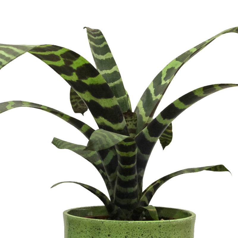 گیاه طبیعی ورزیا اسپلندنس کد V_001 گیاه طبیعی ورزیا اسپلندنس کد V_001