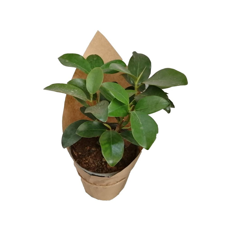 گیاه طبیعی فیکوس جنگلی کد gs19 گیاه طبیعی فیکوس جنگلی کد gs19