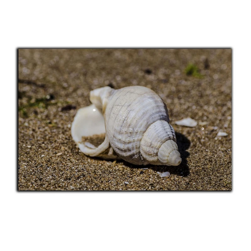 تابلو شاسی بکلیت طرح طبیعت صدف حلزون مدل SH-7473