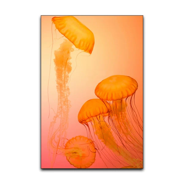 تابلو شاسی گوفی مدل طبیعت عروس دریایی طرح Nature Sea Jellyfish کد ORNG45