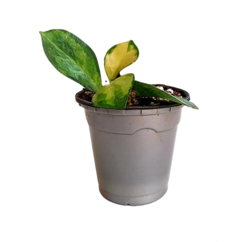 گل طبیعی هویا مدل لیزا ابلغ گل طبیعی هویا مدل لیزا ابلغ