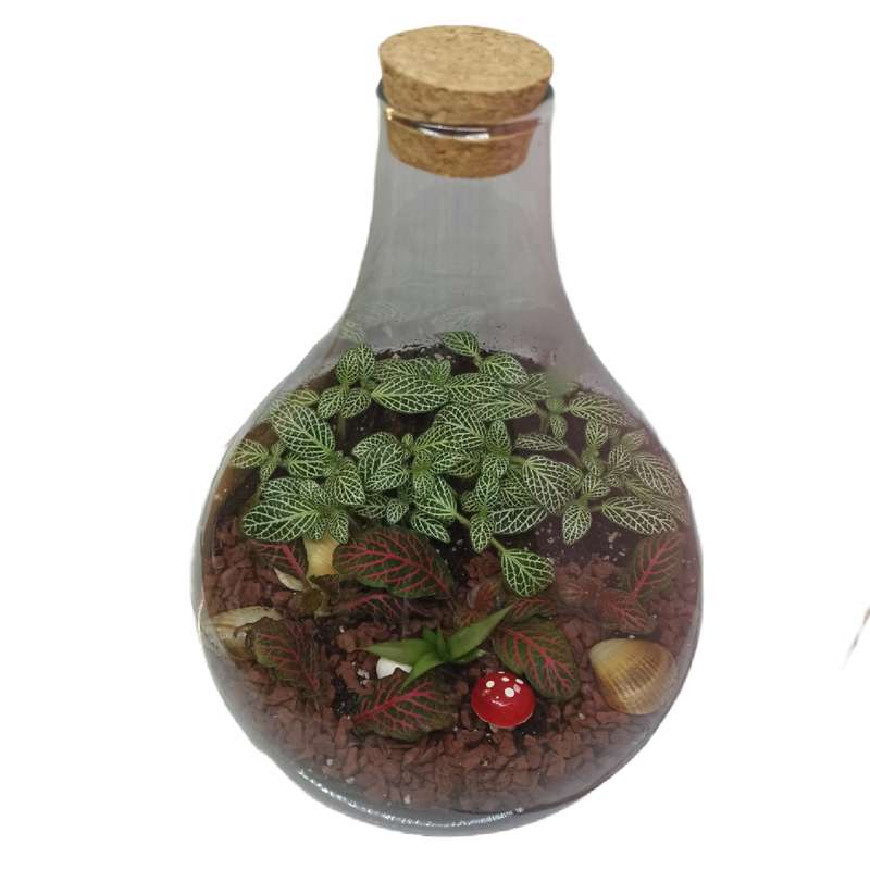 تراریوم گیاه طبیعی کد ۱۰۷