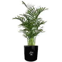   گل طبیعی شامادورا تافکو کد 2x