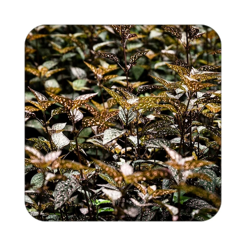 زیر لیوانی کاکتی طرح گل مدل mp17146