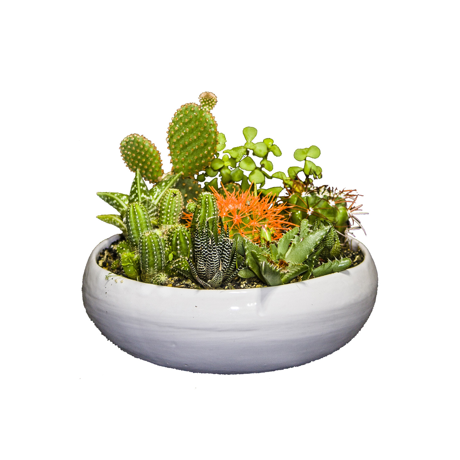 گیاه طبیعی کاکتوس و ساکولنت مدل دیش گاردن