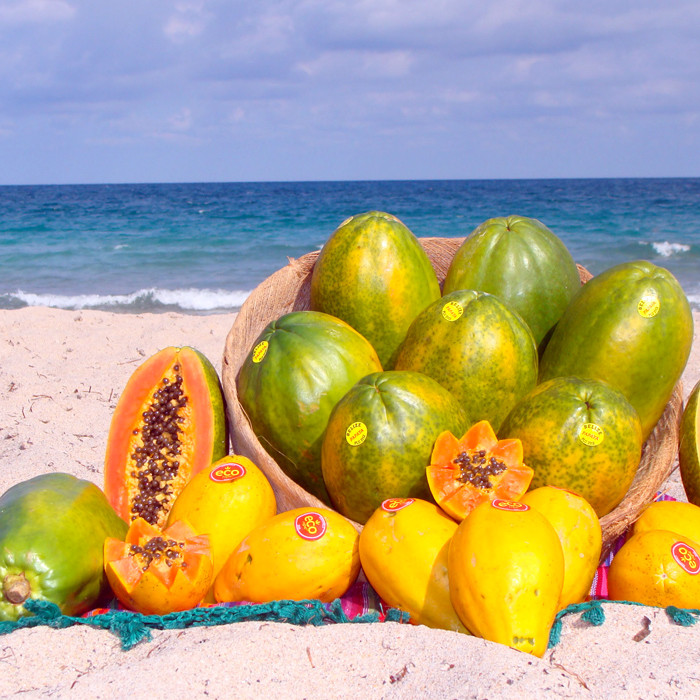 بذر پاپایا خربزه درختی پالم کد 10