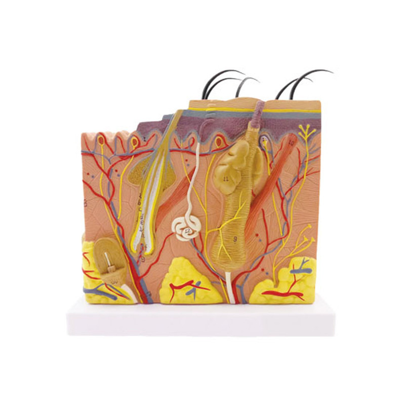 بازی آموزشی طرح مولاژ پوست پلکانی مدل ASM16