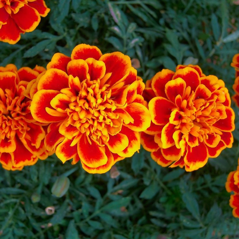 بذر گل جعفری پا کوتاه گل درشت الوان جی پی سید مدل GP488