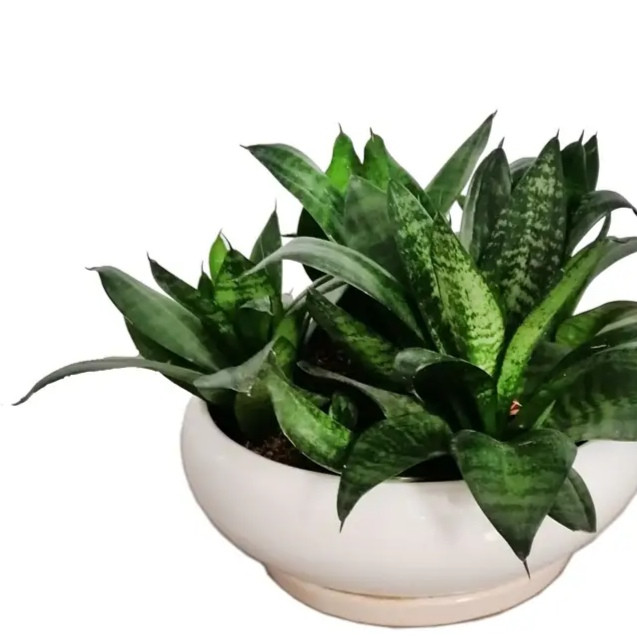 گیاه طبیعی سانسوریا پاکوتاه گیاه طبیعی سانسوریا پاکوتاه