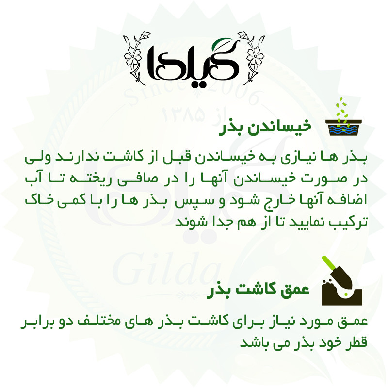 بذر بادرنجبویه گیلدا کد 166 بذر بادرنجبویه گیلدا کد 166