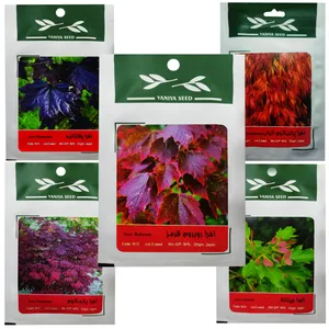 بذر بنسای افرا وانیا سید مدل P6 مجموعه 5 عددی