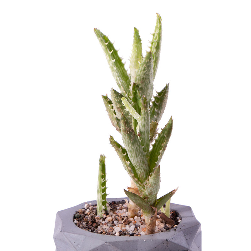 گیاه طبیعی کاکتوس آلوئه جوونا مدل K-17