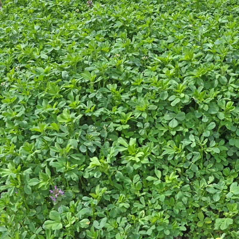 بذر یونجه ظرافت مدل BZ18227 بذر یونجه ظرافت مدل BZ18227