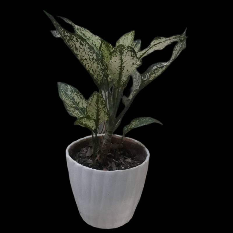 گیاه طبیعی آگلونما برفی کد 130 گیاه طبیعی آگلونما برفی کد 130