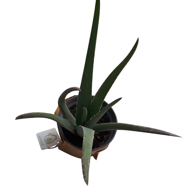 گیاه طبیعی آلوئه ورا ناردونه کد M03