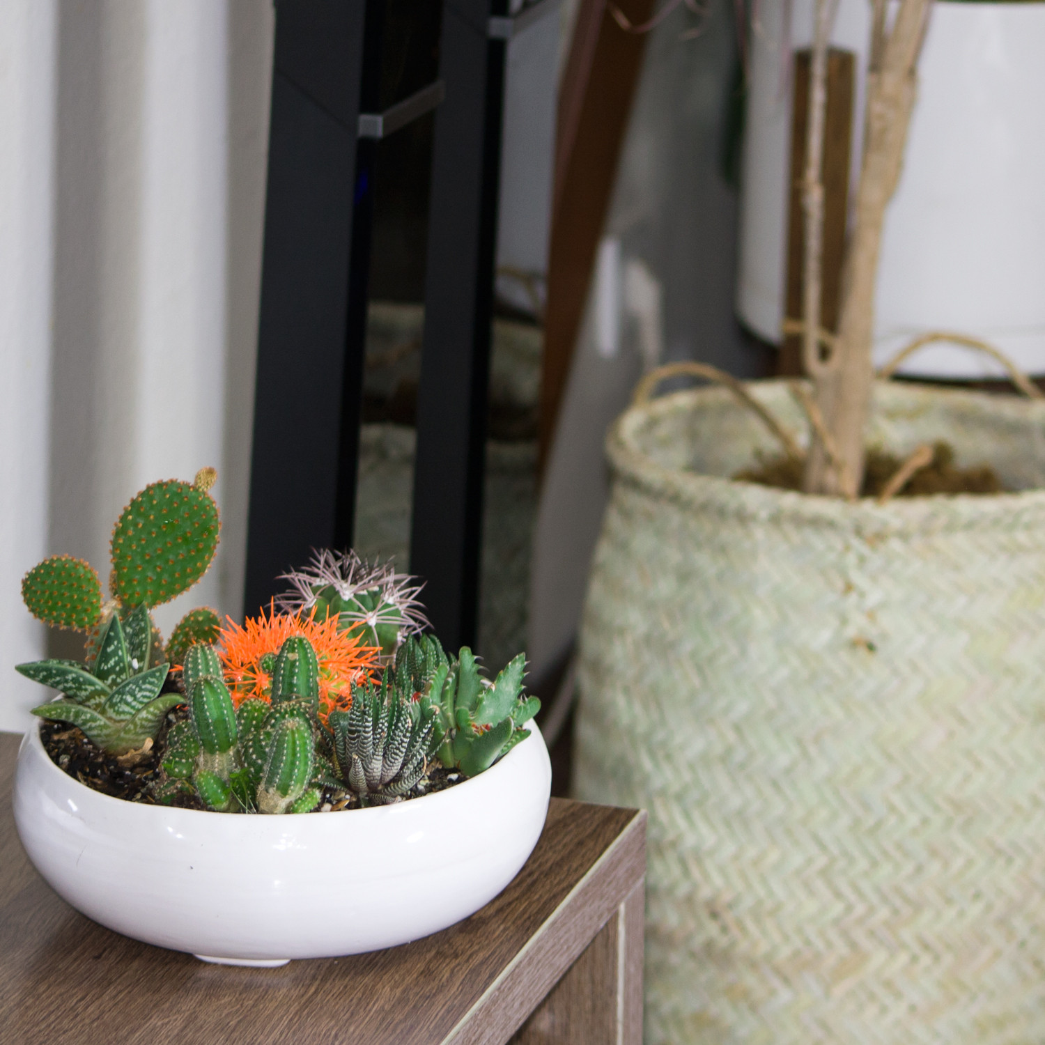 گیاه طبیعی کاکتوس و ساکولنت مدل دیش گاردن