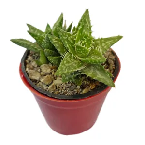 گیاه طبیعی آلوئه جوانا کد 05