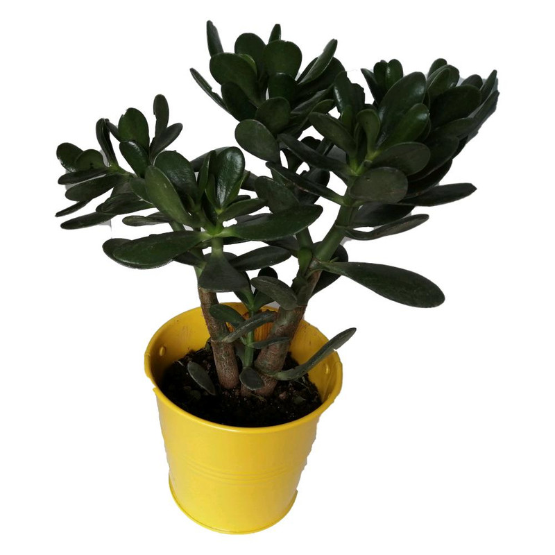 گیاه طبیعی کراسولا قاشقی کد mf01