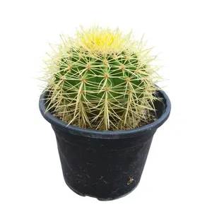 گیاه طبیعی کاکتوس اچینو کد 120