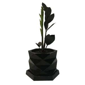  Natural  Zamiipholia superblack code MS-4G