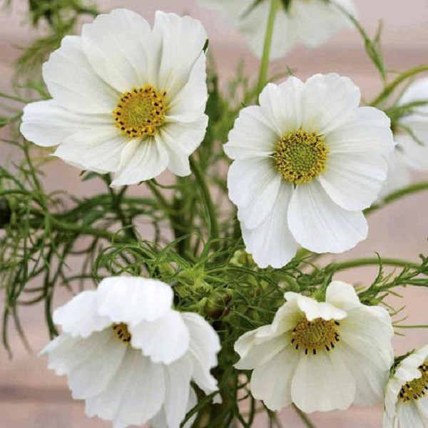 بذر گل ستاره ای سفید جی پی سید مدل GP14785