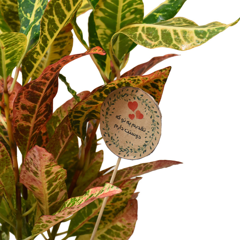 گیاه طبیعی کروتون کد P.A.016