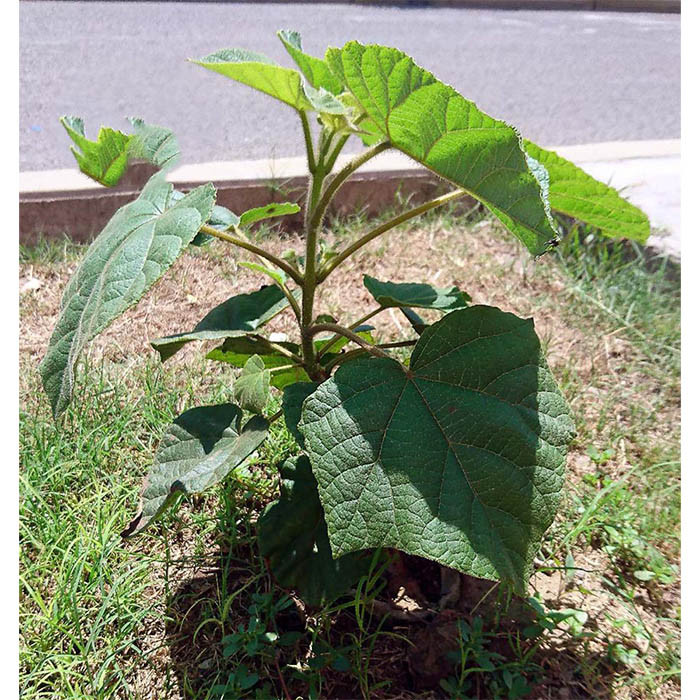 بذر درخت پالونیا فورتونی گلس گاردن مدل GL50