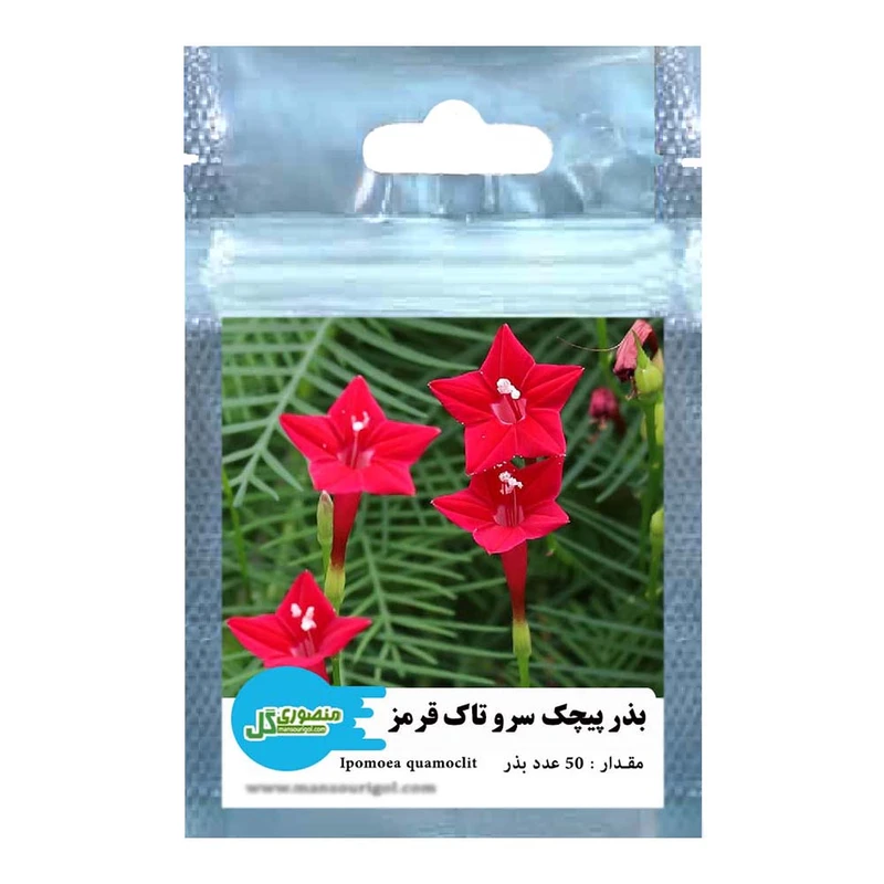 بذر پیچک سرو تاک قرمز منصوری گل کد Miq50 وزن 1 گرم