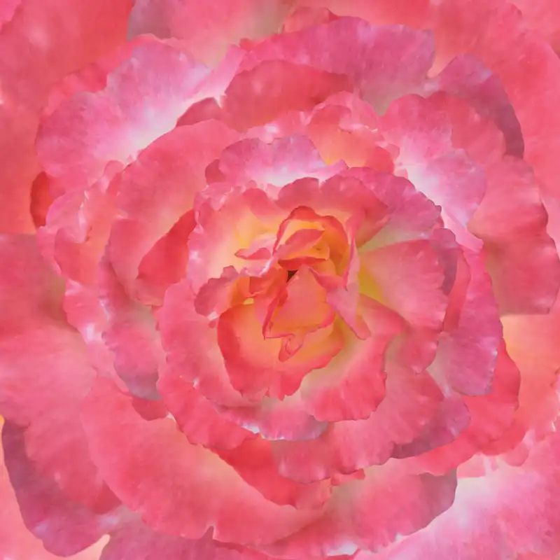 کاغذ کادو طرح گل کد 130 بسته 5 عددی