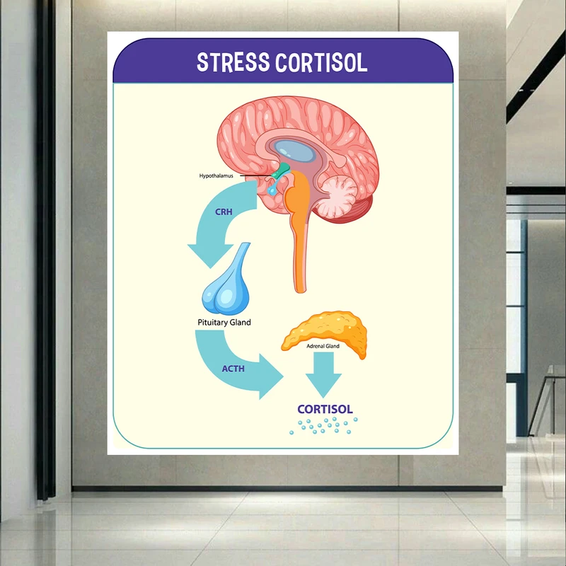 تابلو بوم طرح مخمل زیست شناسی مدل هورمون کورتیزول کد AR303780