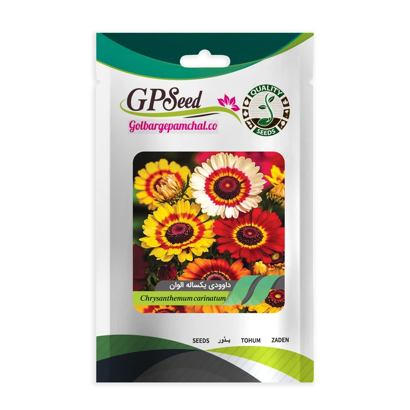 بذر گل داوودی یکساله الوان گلبرگ پامچال کد GPF-050