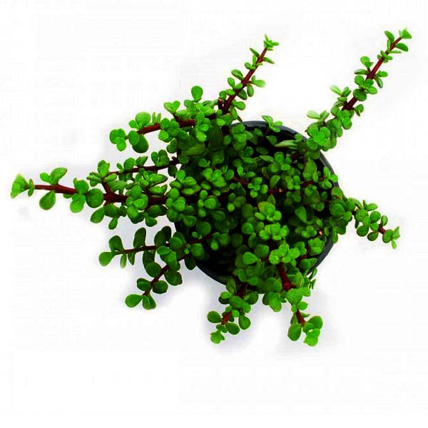 گیاه طبیعی خرفه مدل AMS21 گیاه طبیعی خرفه مدل AMS21