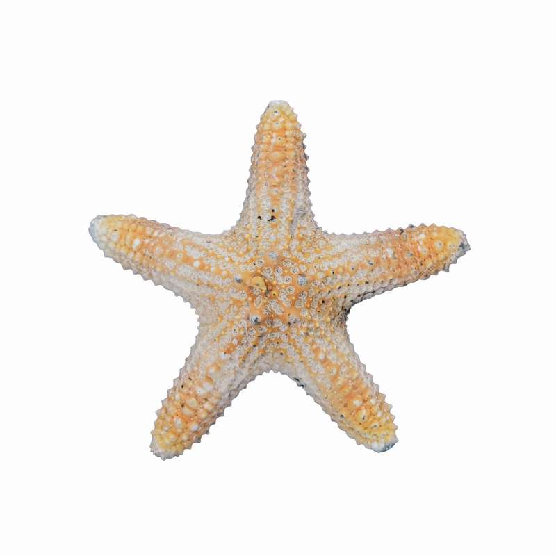 ستاره دریایی تزیینی مدل c3