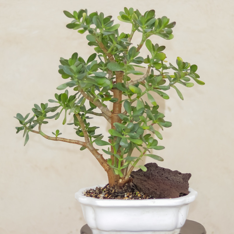 گیاه طبیعی بونسای کراسولا اواتا مدل ۵۵۹