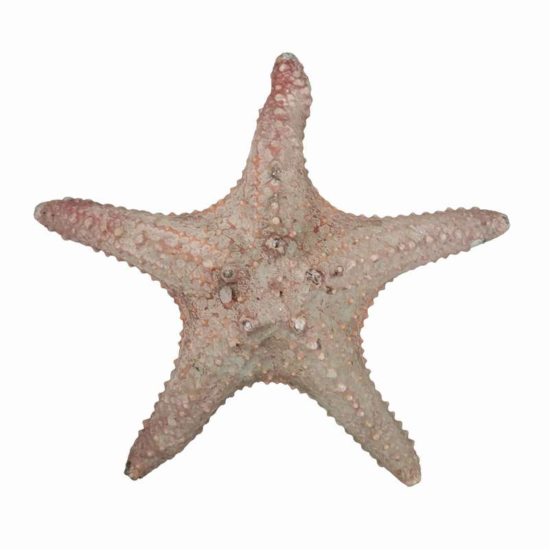 ستاره دریایی تزیینی مدل w22