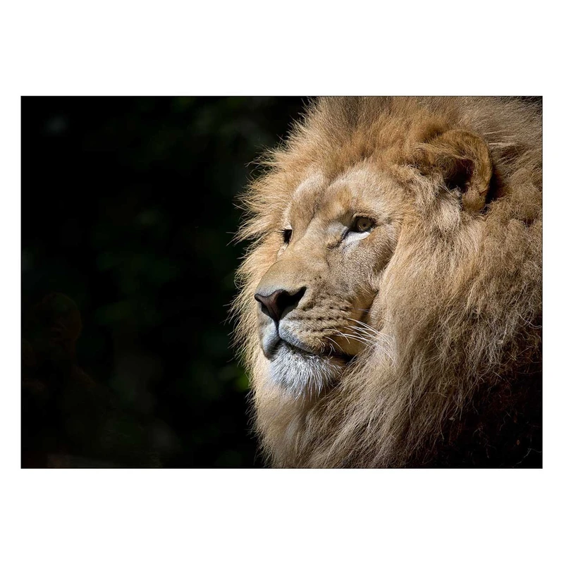 تابلو شاسی ونسونی طرح Imposing Lion سایز 50x70 سانتی متر
