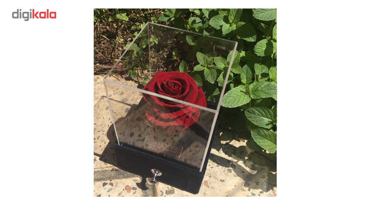 جعبه جواهرات و کارت هدیه رز جاودان مدل گل ماندگار دکوفیوره - به همراه پاکت مخصوص