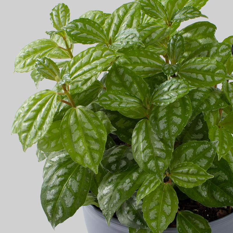 گیاه طبیعی پیله آ مدل P-16