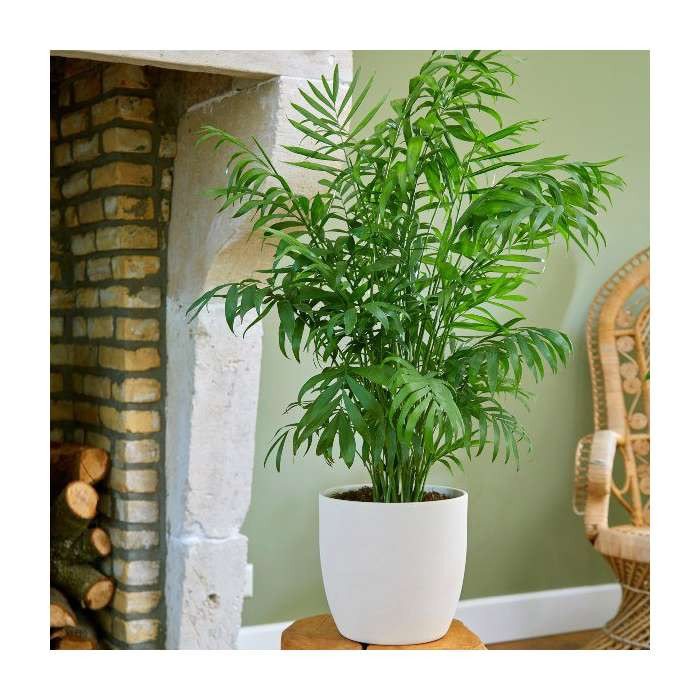 بذر نخل شامادورا سانیا سید مدل S118