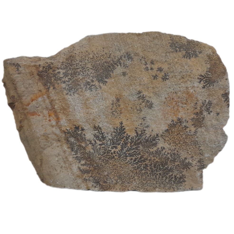 سنگ راف شجر مدل فسیلی کد 55