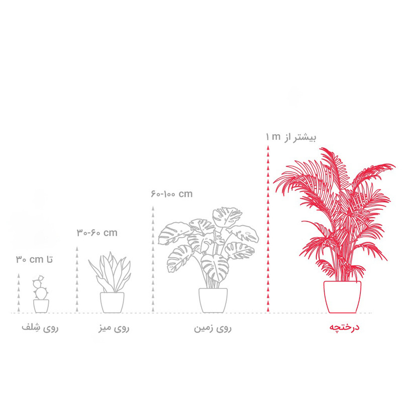 گیاه طبیعی افوربیا گلیتال مدل GTL102
