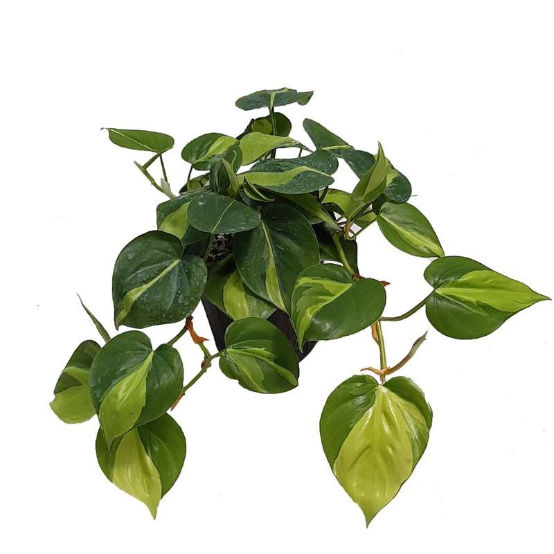 گیاه طبیعی اسکاندیس ابلق مدل 03