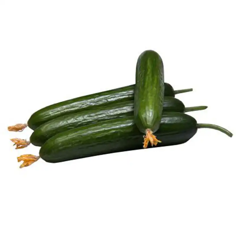 بذر خیار رولر کد B20