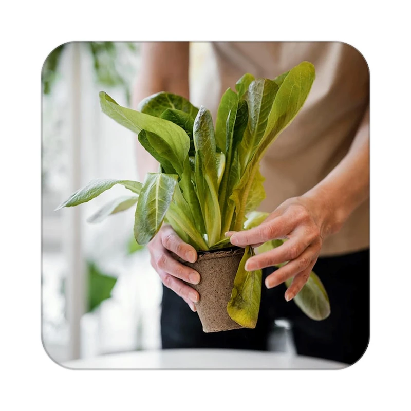 زیر لیوانی کاکتی طرح گل مدل mp17767