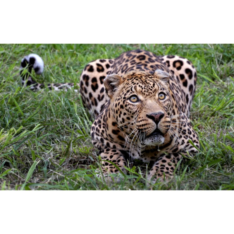 تابلو شاسی طرح پلنگ آفریقایی مدل T7654